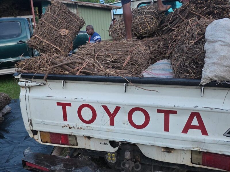 Loading bundles of kava root onto a utility vehicle